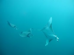 Three Mantas by Kevin Colter 